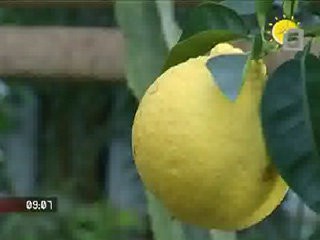 Phметр почвы. Phметр почвы.