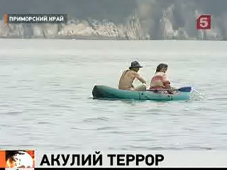 Видеоновость: В Приморье объявлена охота на акул