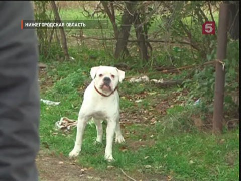 Видеоновость: В Нижегородской области собака бойцовой породы напала на ребенка