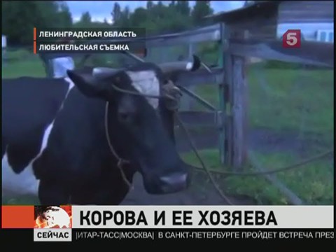 Во Всеволожске прошел митинг в защиту коровы, гулявшей по КАД (видео)