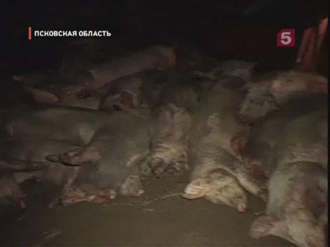 Видеоновость: В Псковской области перевернулась фура, перевозившая свиней