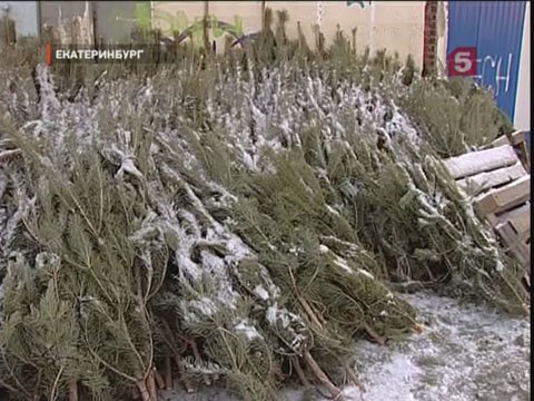 Видеоновость: В Екатеринбурге неизвестный Дед Мороз бросил на обочине дороги 200 ёлок