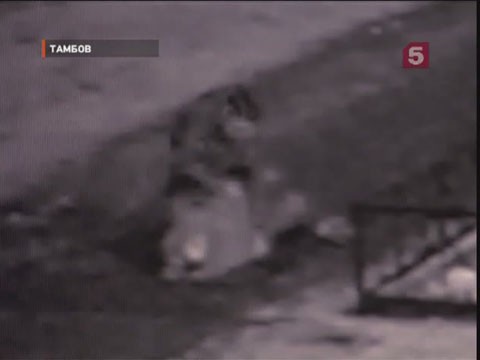 Видеоновость: Бытовая ссора закончилась убийством, которое сняла  камера наблюдения