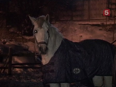 Видеоновость: В Ленинградской области сгорела конюшня. В огне погибли 8 лошадей
