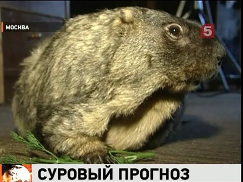 Видеоновость: В Америке отмечают День сурка