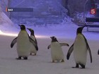 �� ������ � �������: 12 ��������� ����������� ��������� �����