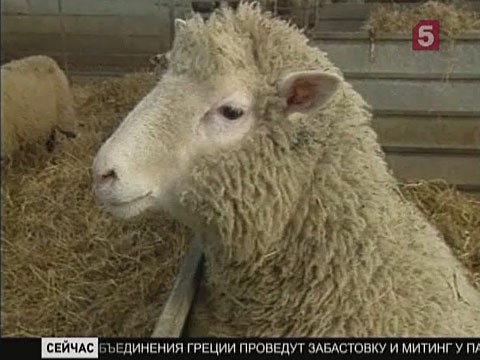 Видеоновость: 15 лет назад клонировали овечку Долли