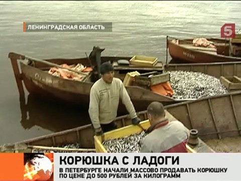 самая лучшая прикормка для карпа своими руками самая лучшая прикормка для карпа своими руками