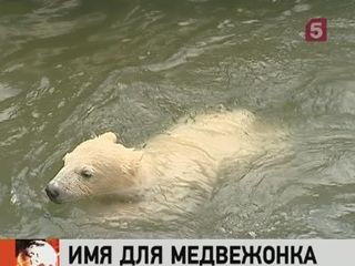 Видеоновость: В Ленинградском зоопарке показали публике нового белого медвежонка