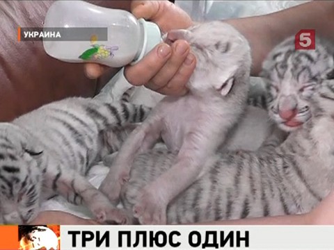 Видеоновость: В ялтинском зоопарке у бенгальских тигров появилось на свет первое потомство