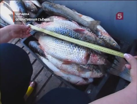 Видеоновость: Украинские пограничники взяли на абордаж лодку с россиянами на борту