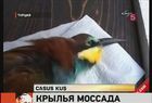 ��������, ����� �&nbsp;������� ������� �&nbsp;������ �������