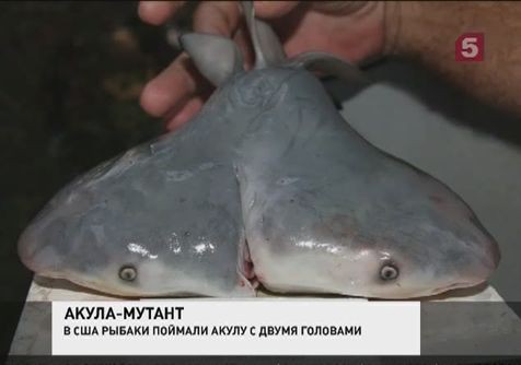 Сайты спортивных новостей россии