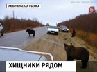 На Камчатке объявлена повышенная медведеопасность На Камчатке объявлена повышенная медведеопасность