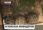 В Оренбурге полицейские разыскивают неизвестных живодёров загубивших семь десятков черепах В Оренбурге полицейские разыскивают неизвестных живодёров загубивших семь десятков черепах