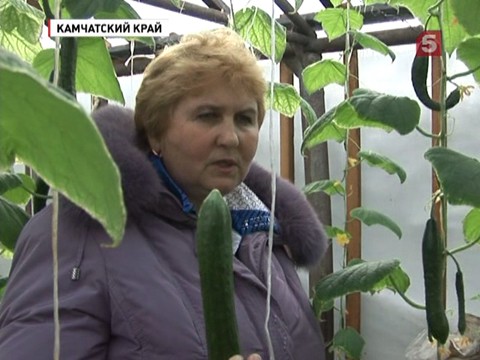 Хозяин вулкана делает невыгодным использование термальных вод в теплицах Хозяин вулкана делает невыгодным использование термальных вод в теплицах