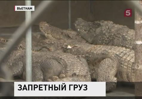 Любовь к экзотике всё чаще доводит россиян до суда Любовь к экзотике всё чаще доводит россиян до суда