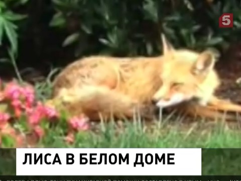 Секретная служба пытается поймать лису, поселившуюся у Белого дома Секретная служба пытается поймать лису, поселившуюся у Белого дома