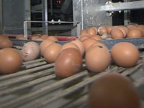 Полезные яйца от счастливых кур Полезные яйца от счастливых кур