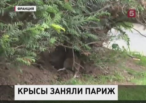 Париж атаковали полчища крыс Париж атаковали полчища крыс