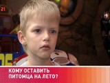 Кому оставить питомца на лето? Кому оставить питомца на лето?