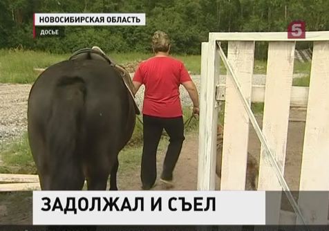 Должник съел арестованного судебными приставами коня Должник съел арестованного судебными приставами коня