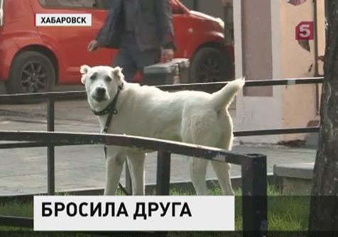 Голодная овчарка парализовала работу хабаровского кафе Голодная овчарка парализовала работу хабаровского кафе