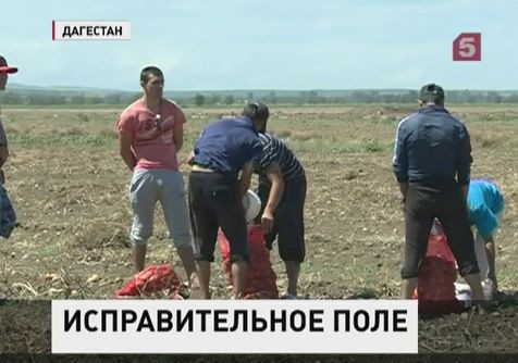 В Дагестане осужденных исправляют фермерским трудом