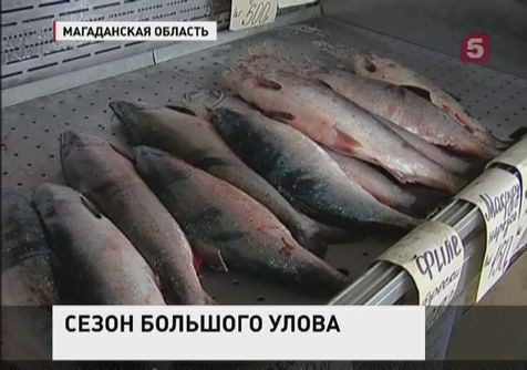 Магаданские рыбаки просят спасти сезон ловли красной рыбы