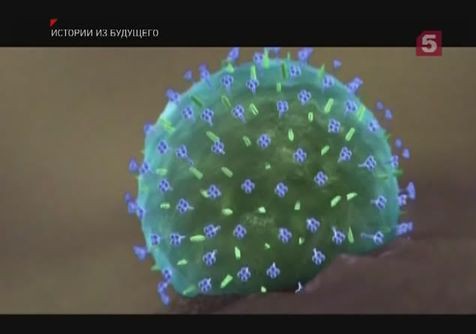 Воспалены гланды болит горло чем лечить