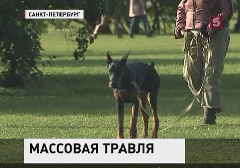 От действий догхантеров в Петербурге пострадало более десяти собак