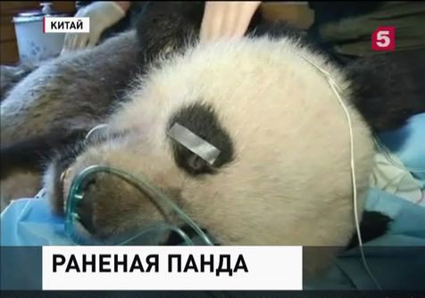 Китайские врачи спасли дикую панду