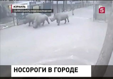 В Израиле из зоопарка сбежали носороги
