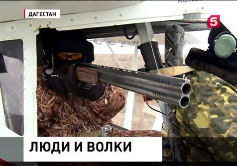 В Дагестане идет охота на волков В Дагестане идет охота на волков