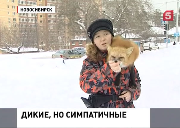 В Новосибирске в обычной городской квартире живёт лиса В Новосибирске в обычной городской квартире живёт лиса