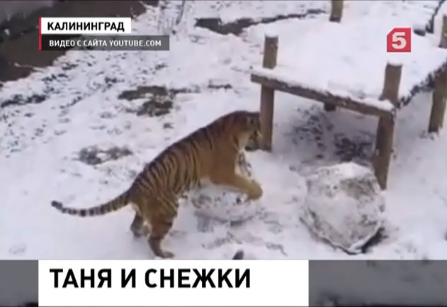Амурская тигрица калининградского зоопарка придумала себе зимнее развлечение Амурская тигрица калининградского зоопарка придумала себе зимнее развлечение