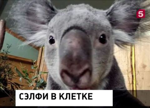 В зоопарке Эдинбурга животные начали снимать селфи В зоопарке Эдинбурга животные начали снимать селфи