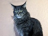 Самые большие кошки Самые большие кошки