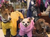 Одежда для собак Одежда для собак
