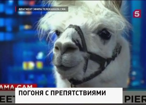 В Аризоне прошла спецоперация по поимке двух лам В Аризоне прошла спецоперация по поимке двух лам