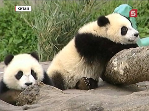 В Китае увеличилась численность гигантских панд В Китае увеличилась численность гигантских панд
