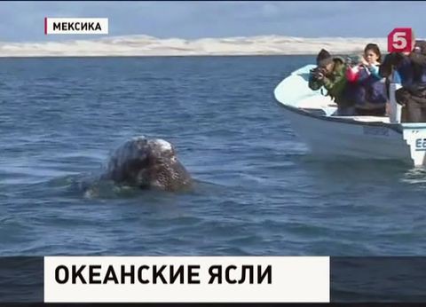 Залив у берегов Мексики превратился в детский сад для маленьких китов Залив у берегов Мексики превратился в детский сад для маленьких китов