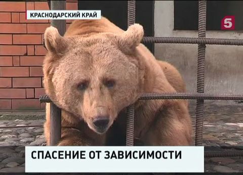 В Сочи зоологи встали на защиту дикого зверя В Сочи зоологи встали на защиту дикого зверя