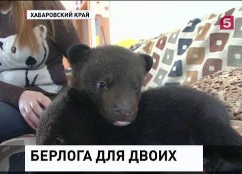 В Хабаровске двоих медвежат подкинули зоозащитникам В Хабаровске двоих медвежат подкинули зоозащитникам