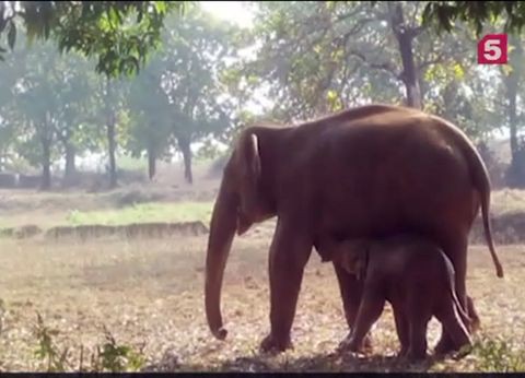 Слониха больше 11 часов вытаскивала слоненка из ямы