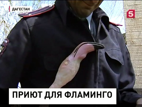 Дагестанский полицейский стал разводить розовых фламинго