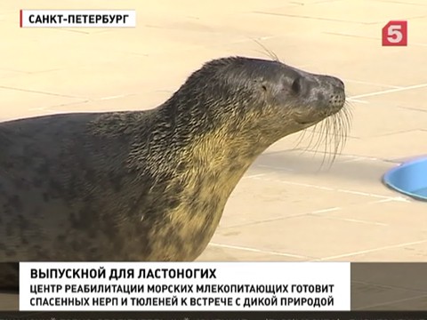 Петербургские зоологи готовят выпускной для ластоногих