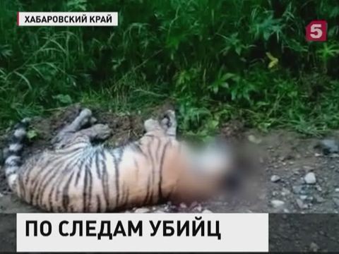 В Хабаровском крае убит Амурский тигрёнок