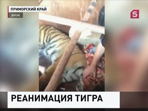 Ветеринары Владивостока пытаются спасти тигрицу