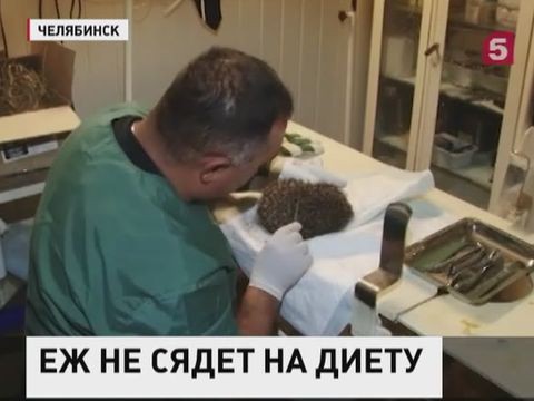 Уникальную операцию провел челябинский ветеринар